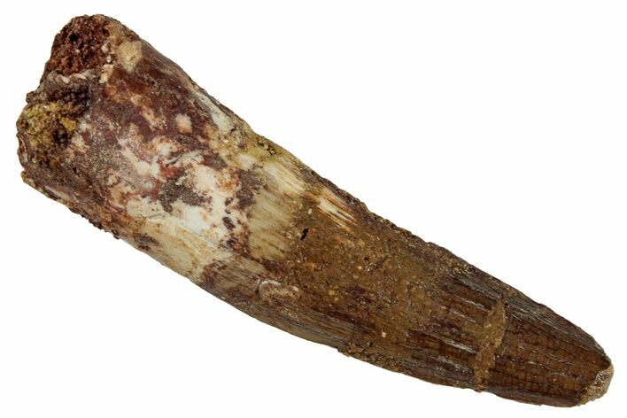 Fossil Spinosaurus Tooth - Real Dinosaur Tooth #268106